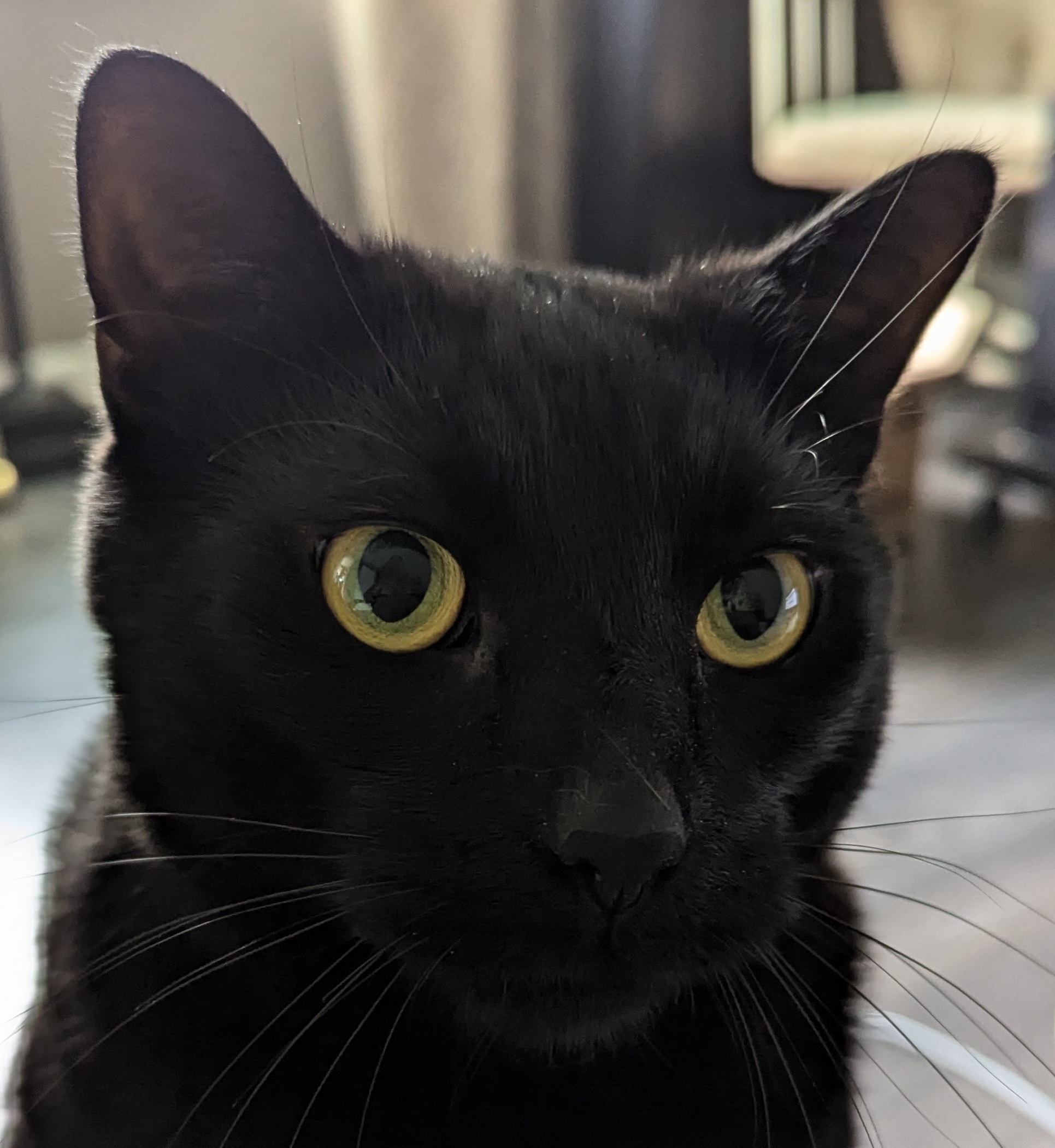 Black Cat Up Close
