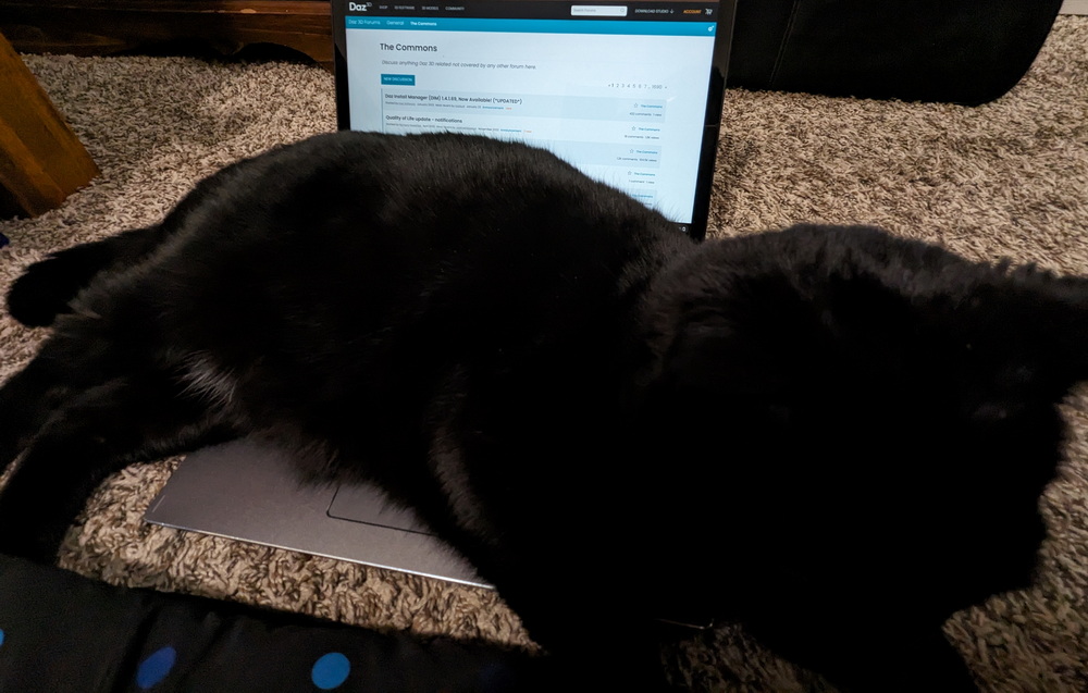 Black Cat on Google Chromebook Laptop