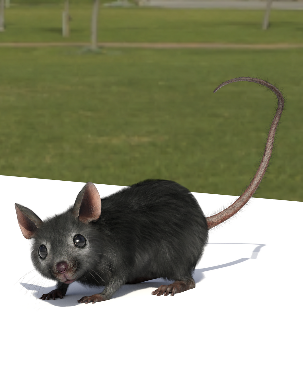 Mouse on Picnic Table, Grass in Background